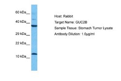 Uroguanylin Antibody, Novus Biologicals 100 &mu;L; Unconjugated:Antibodies,